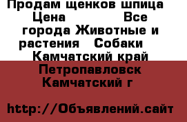 Продам щенков шпица › Цена ­ 25 000 - Все города Животные и растения » Собаки   . Камчатский край,Петропавловск-Камчатский г.